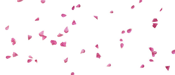 Fototapeta Floating pink petals on transparent background. Romantic concept design for weddings, love letters on valentines day or mother's day. PNG image. obraz