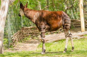 Tiere im Zoo
