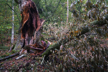 Huge wound of a branch broken by the wind in a chestnut tree in Courel mountains Geopark in Lugo Galicia