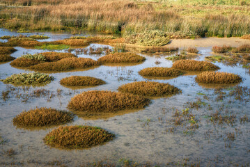 Intertidal plants form circular structures in a pool between the dunes on a beach in Arteixo Coruña Galicia