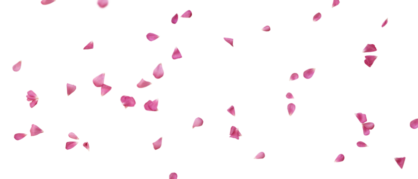 Floating pink petals on transparent background. Romantic concept design for weddings, love letters on valentines day or mother's day. PNG image.