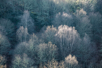 Winter light caresses the bare branches of native forests in the Courel mountains Geopark in Lugo Galicia