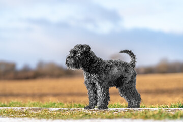 dog on a walk in nature. little black schnauzer