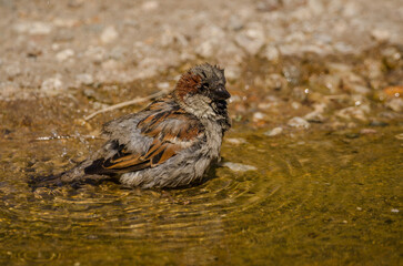 Spatz in einer Pfütze am Baden