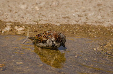 Spatz in der Pfütze