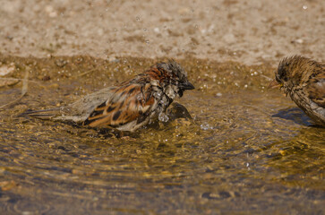 Spatz in der Pfütze