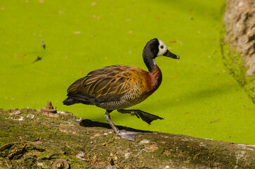 Tiere im Zoo

