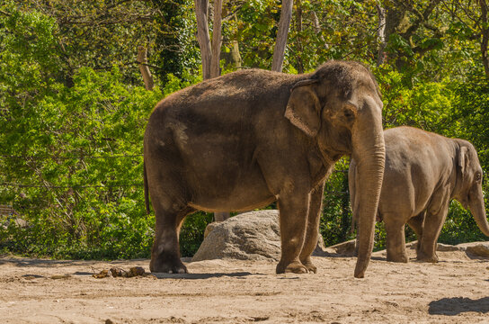 Wildtier im zoologischen Garten in nat&uuml;rlicher Umgebung