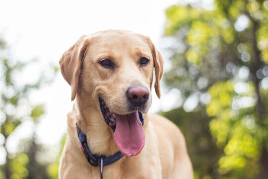 Labrador dog on a leash, sunny spring day