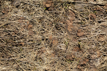 Dry grass. Texture of dry plants. Details of nature.