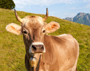 A brown well-groomed cattle with a golden bell around her neck stands in a meadow and looks into the camera.