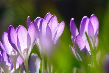 Krokusse