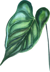 Obraz premium Anthurium leaf watercolor illustration. Hand drawn stem of tropical plant in green color. Botanical realistic drawing for exotic design.