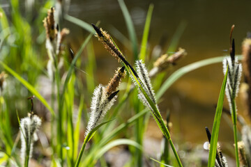 Black sedge or common sedge on bank of garden pond. Blurred background. Selective focus. Flowering sedge ‘Carex Nigra’ (Carex melanostachya) Close-up. Nature concept for spring design