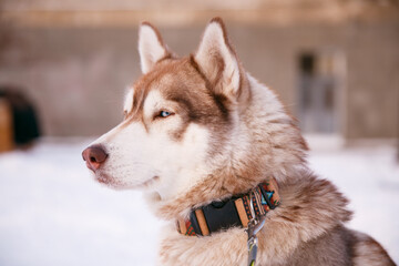 siberian husky dog portraitin the snow