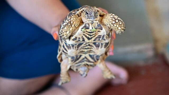 Cute Turtle. close up of a hand holding a turtle. Domestic reptile