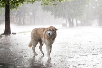 Dog in the rain in abandoned city street