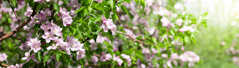Panorama of blossoming apple trees in the garden.