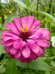 Obraz premium pink flower