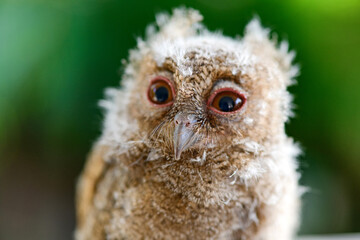 Baby owl in closeup