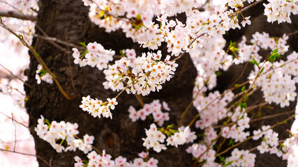 日本、桜、東京、春の風景、日本の国花