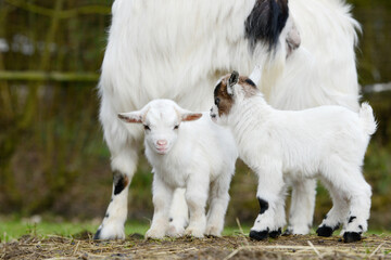 cute goat kids standing in front of adult goat on pasture - 572187170