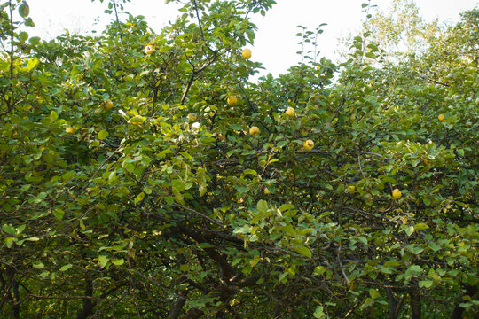 Completely ripe fruits in the leafage of quince tree in october