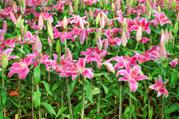 Fototapeta premium Fresh purple lily flower in the garden