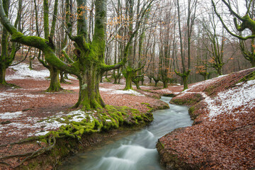 Hayedo nevado, Bosque de Otzarreta en el Parque Natural del Gorbea en Bizkaia Euskadi España. Se trata de un bosque de hayas trasmochas.