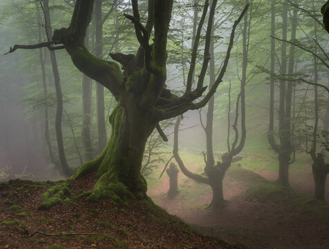Hayedo, Bosque de Belaustegui en el Parque Natural del Gorbea en Bizkaia Euskadi Espa&ntilde;a. Se trata de un bosque de hayas trasmochas.