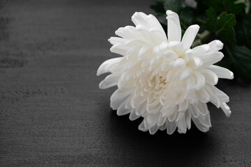 white chrysanthemum  - obrazy, fototapety, plakaty