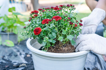 Close-up of hands planting Chrysanthemum flower in a white pot on ground with white gloves and gardening tools. Gardener woman planting flowers in garden on sunny morning. Gardening and botany concept