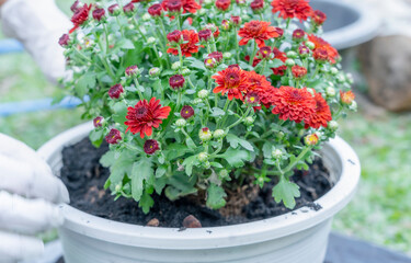 Close-up of hands planting Chrysanthemum flower in a white pot on ground with white gloves and gardening tools. Gardener woman planting flowers in garden on sunny morning. Gardening and botany concept