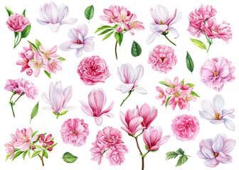 Watercolor painting, pink flowers, sakura, magnolia rose branches and leaves, on a white background, floral elements