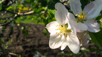two delicate white and pink flowers of an apple tree on a branch in spring in a garden illuminated by sunlight on a blurred background. bokeh and selective focus