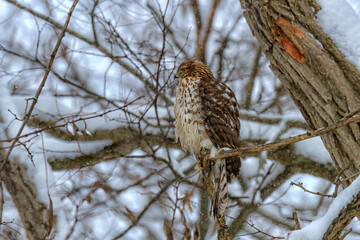 Juvenile Cooper's Hawk perched on a snow-covered branch 