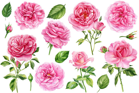 Watercolor painting, pink flowers, flowering rose branches and leaves, on a white background, floral elements