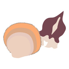 トリガイのフラットなベクターイラスト
Heart clam. Flat designed vector illustration.