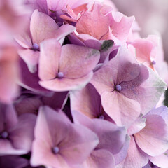 Hydrangea flowers dusky purple, closeup.