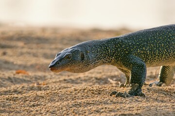 Mangrove monitor or Western Pacific Monitor Lizard. ( Varanus indicus) Raja Ampat, Indonesia