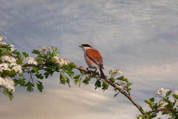 bird looking around  in woodland, Red-backed Shrike, Lanius collurio