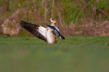 large bird on the grass, Egyptian Goose, Alopochen aegyptiaca	
