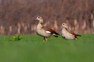 large bird on the grass, Egyptian Goose, Alopochen aegyptiaca	