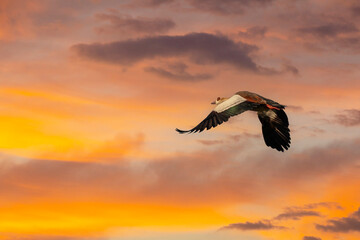 large bird on the air, Egyptian Goose, Alopochen aegyptiaca	