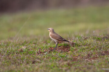 little bird watching on the grass, Northern Wheatear, Oenanthe oenanthe