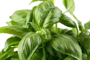 Fresh green leaf basil