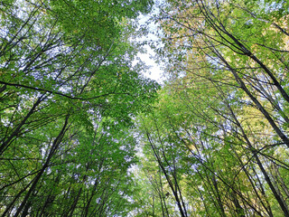 Fototapeta premium Spring green leaves in the forest on top of the trees