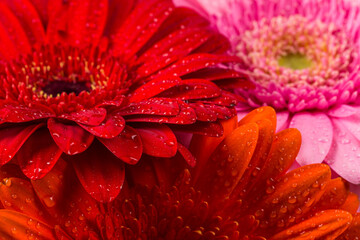Red Pink Orange Gerbera flower