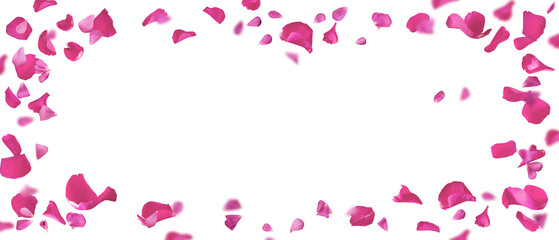 Floating pink petals on transparent background. Romantic concept design for weddings, love letters on valentines day or mother's day. PNG image.