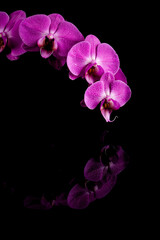 Naklejka premium orchid pink flower with water drops